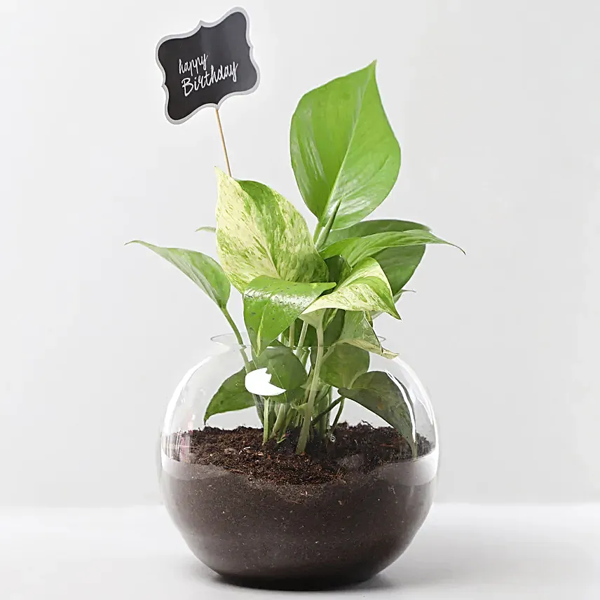 Money Plant Terrariums For Birthday
