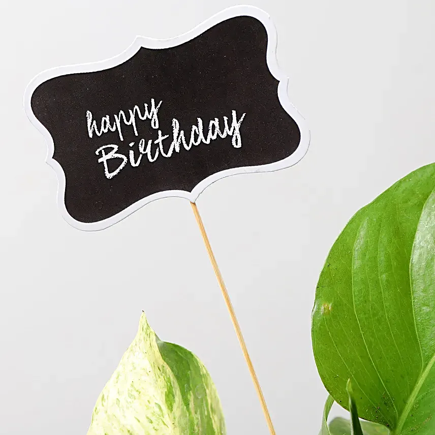 Money Plant Terrariums For Birthday