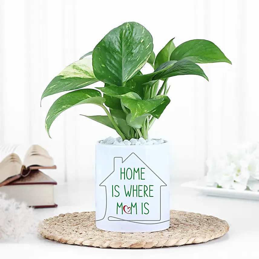 Money Plant with Pot Surprise
