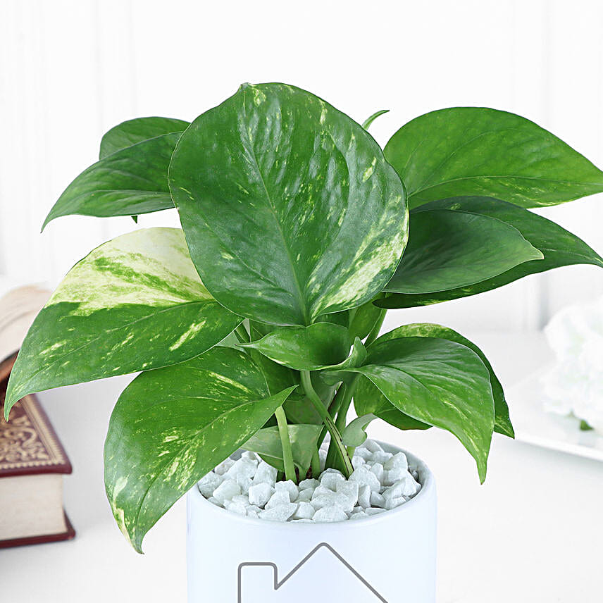 Money Plant with Pot Surprise