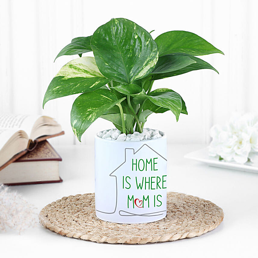 Money Plant with Pot Surprise