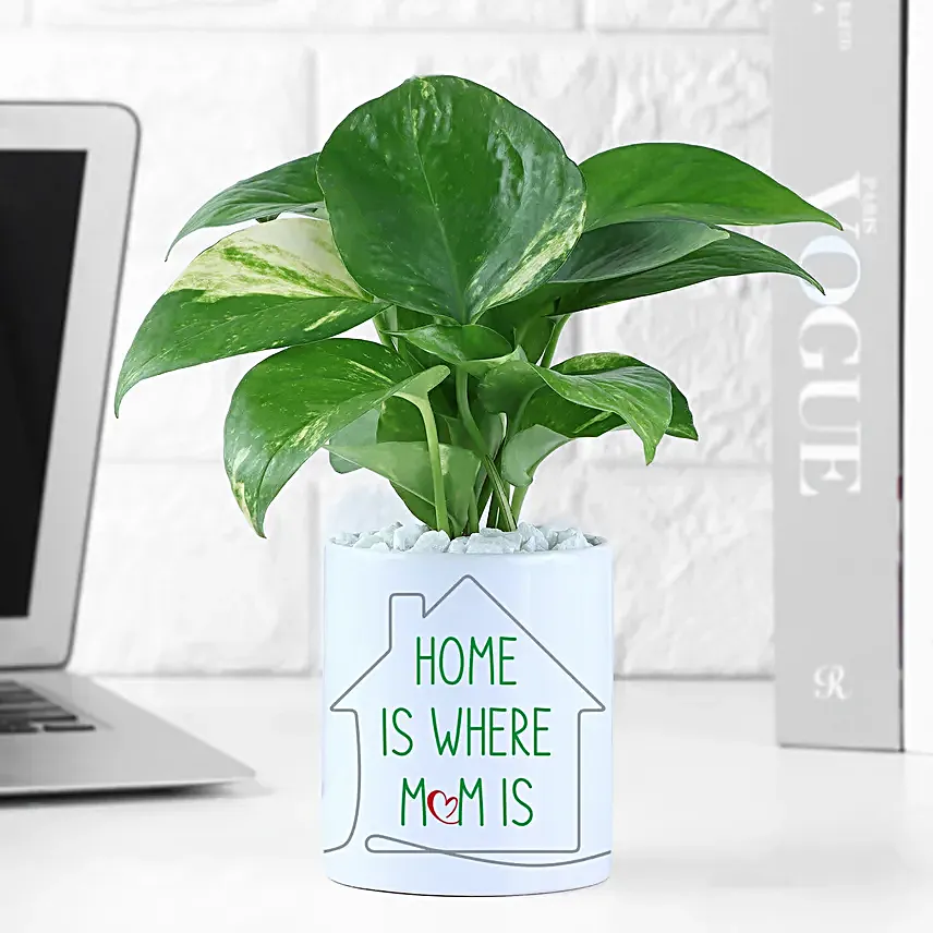 Money Plant with Pot Surprise