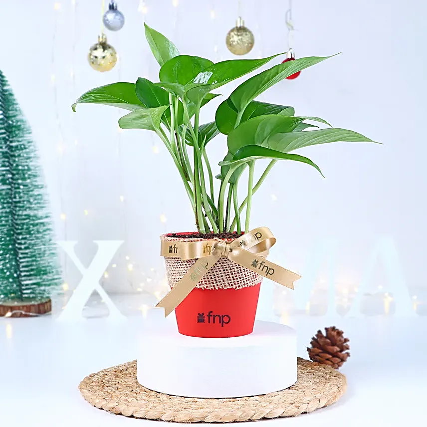 Money Plant Xmas Vase