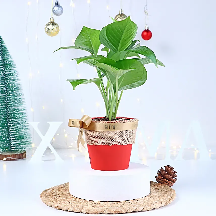 Money Plant Xmas Vase