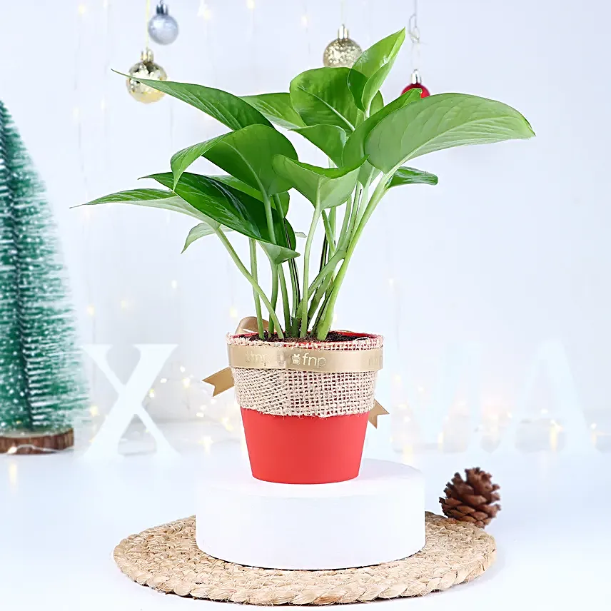 Money Plant Xmas Vase