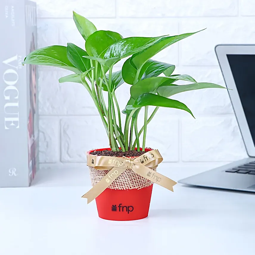 Money Plant Xmas Vase