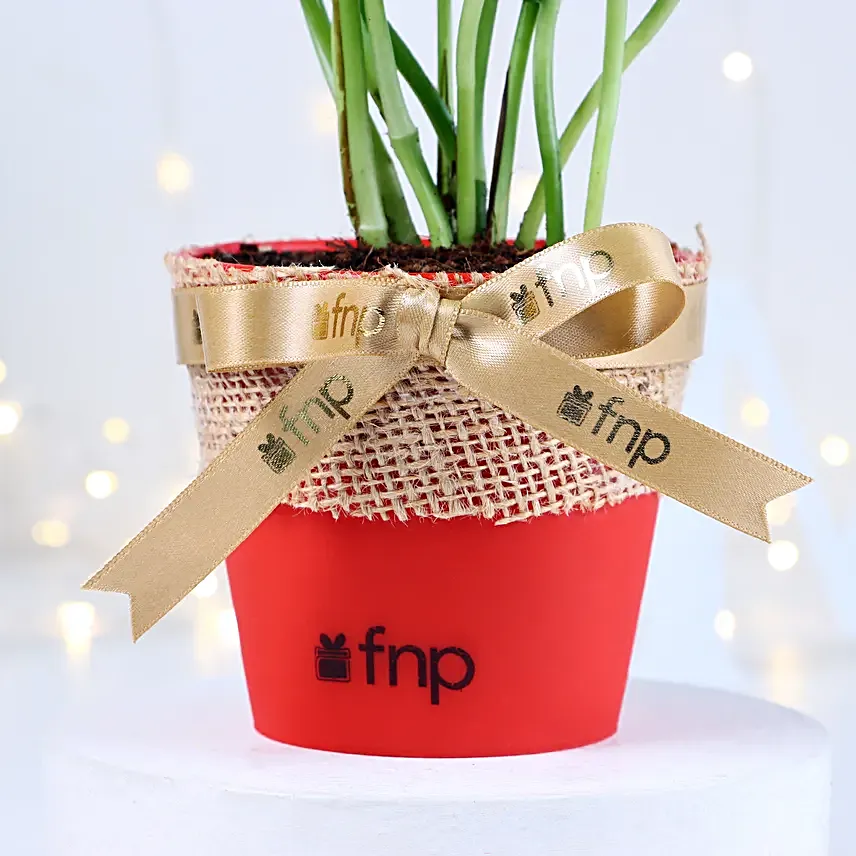 Money Plant Xmas Vase