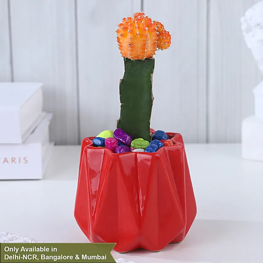 Moon Cactus Bloom