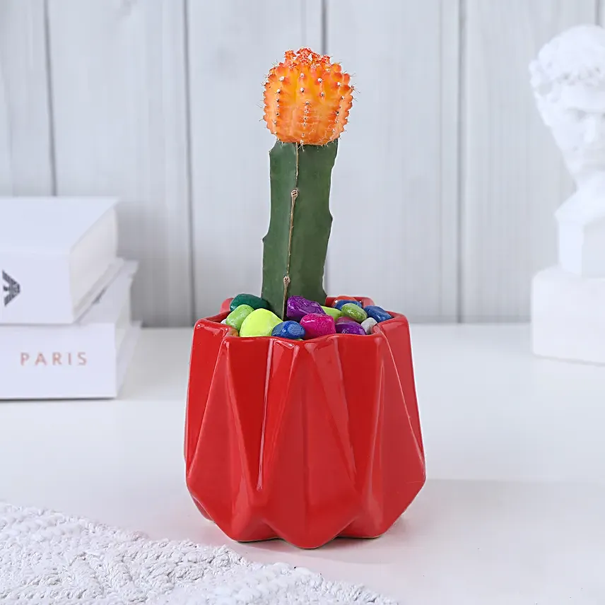 Moon Cactus Bloom