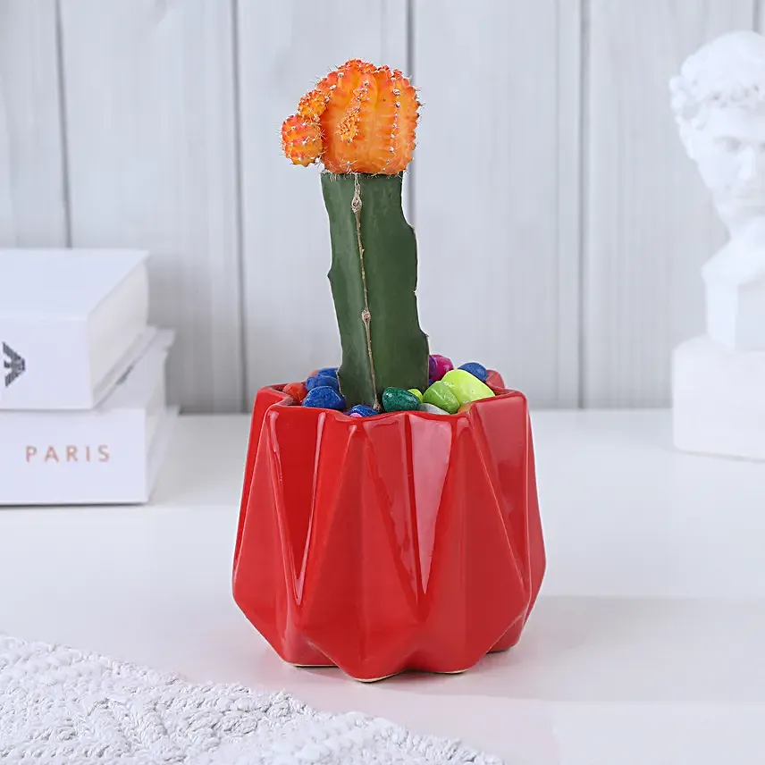 Moon Cactus Bloom