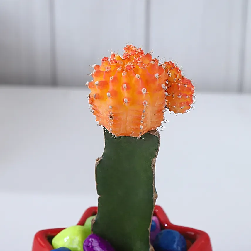 Moon Cactus Bloom