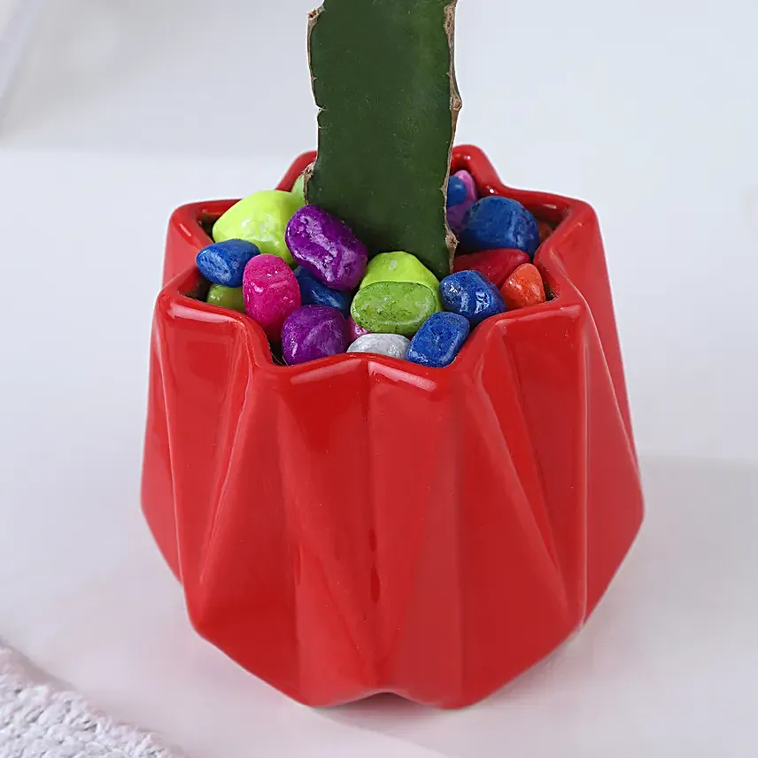 Moon Cactus Bloom