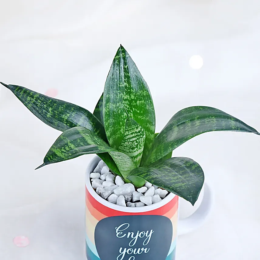 Mug of Serenity with Sansevieria