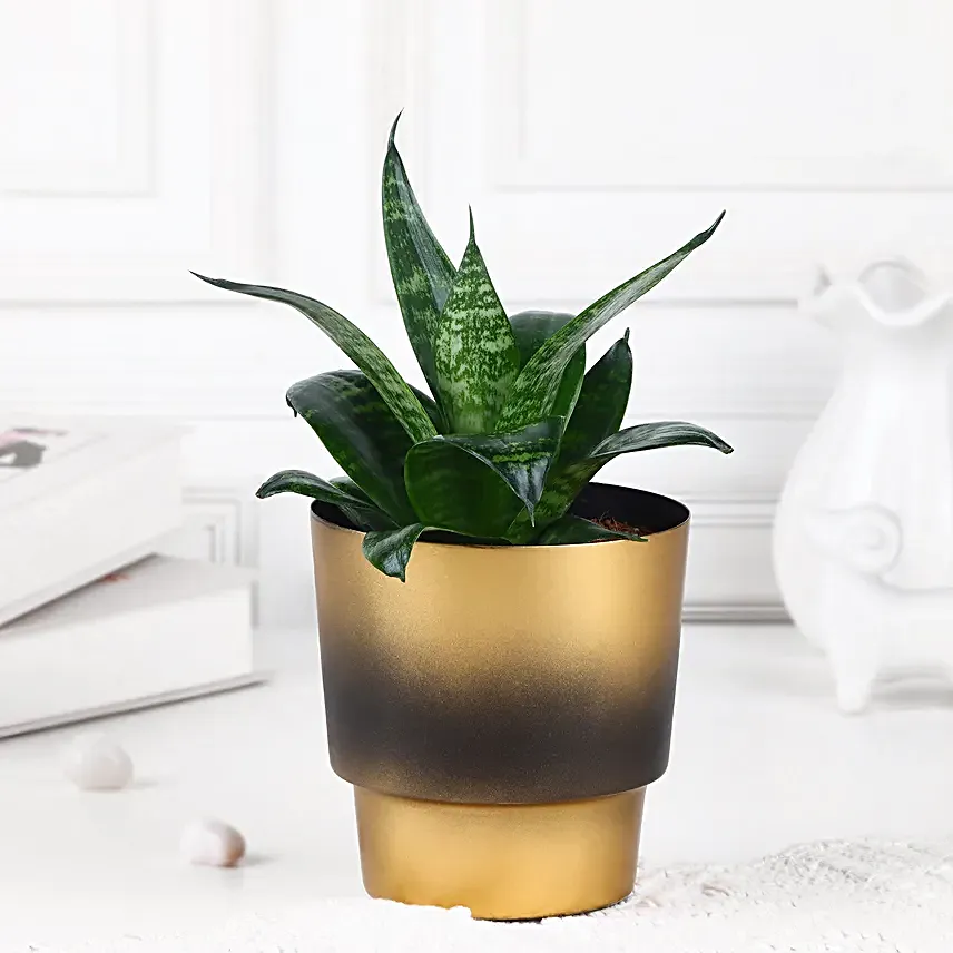 Nature Nest Snake Plant