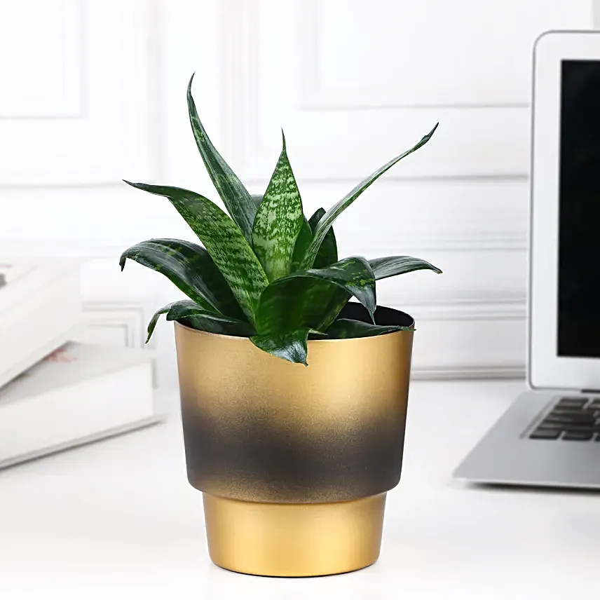 Nature Nest Snake Plant