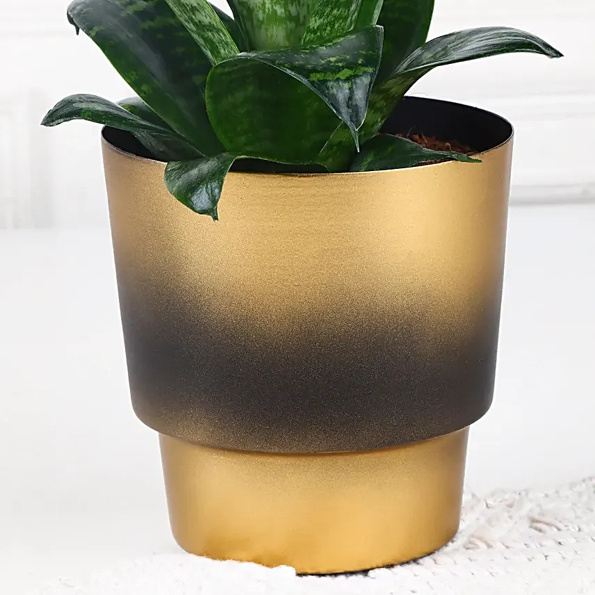 Nature Nest Snake Plant