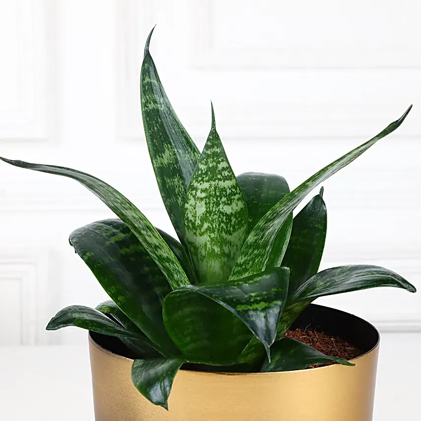 Nature Nest Snake Plant