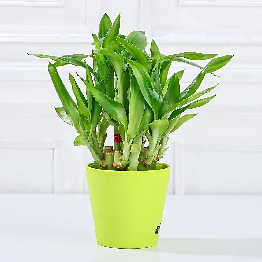 New Year Bloom N Frame Delight