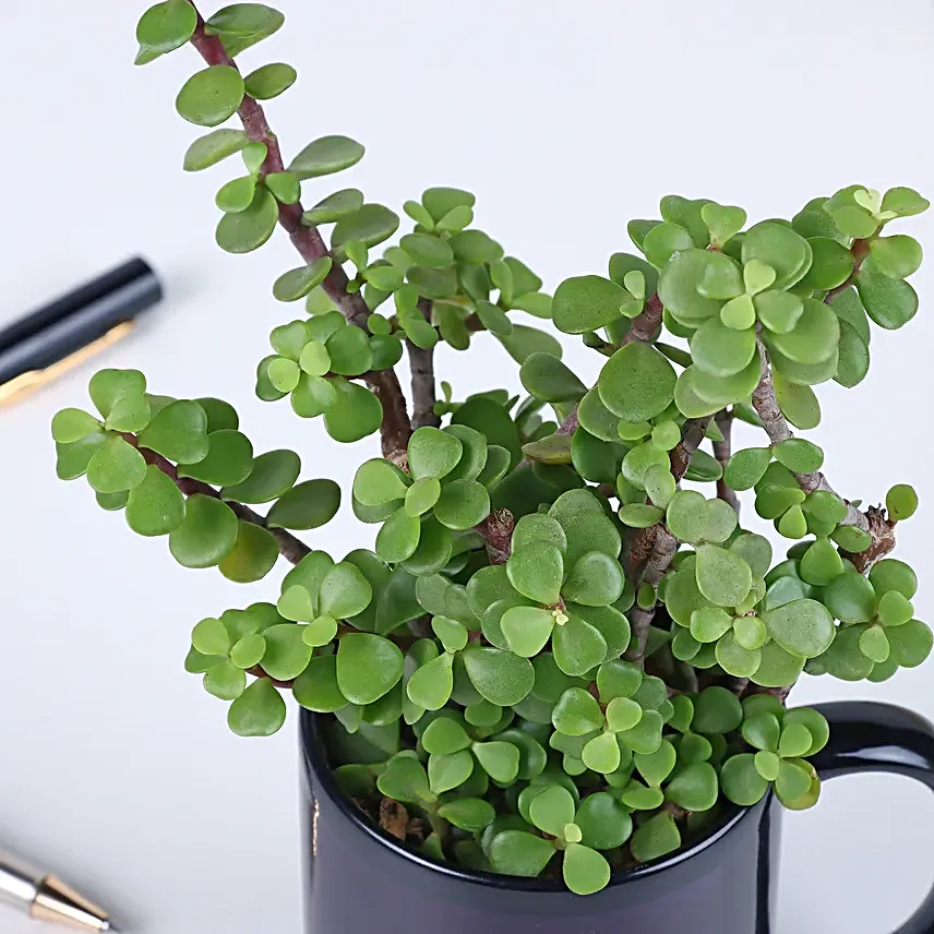 No 1 Teacher Jade Plant Mug