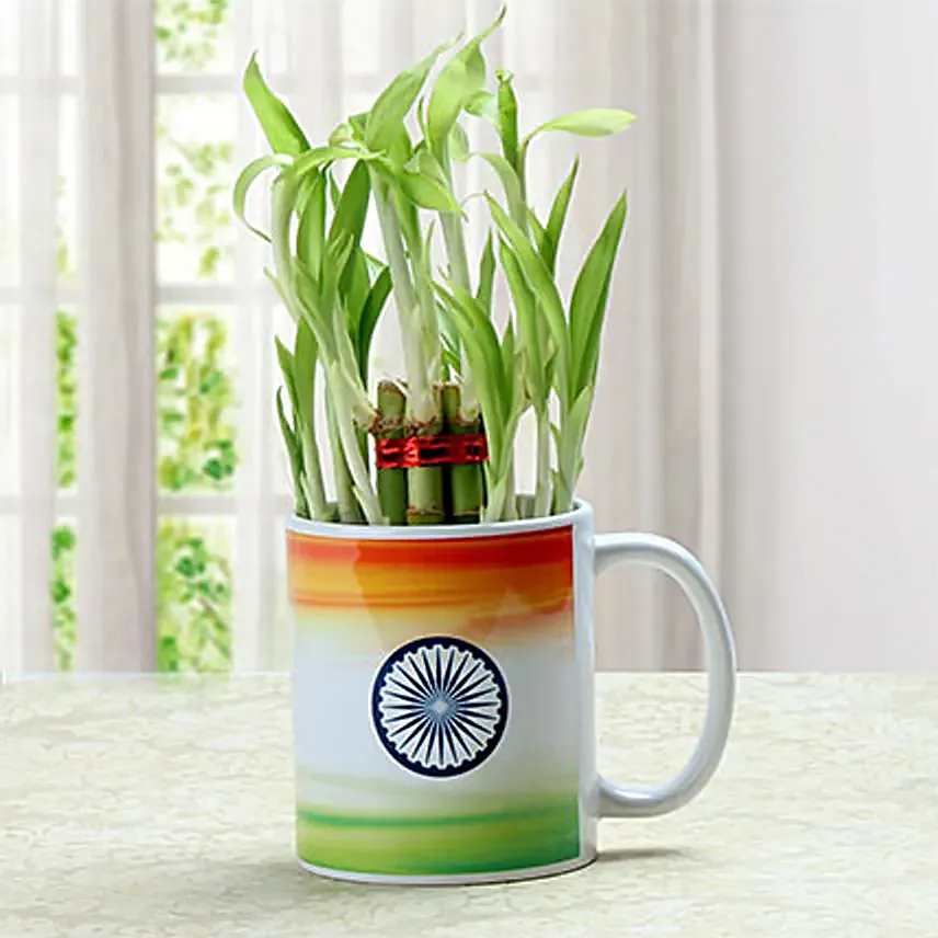 Lucky bamboo with mug