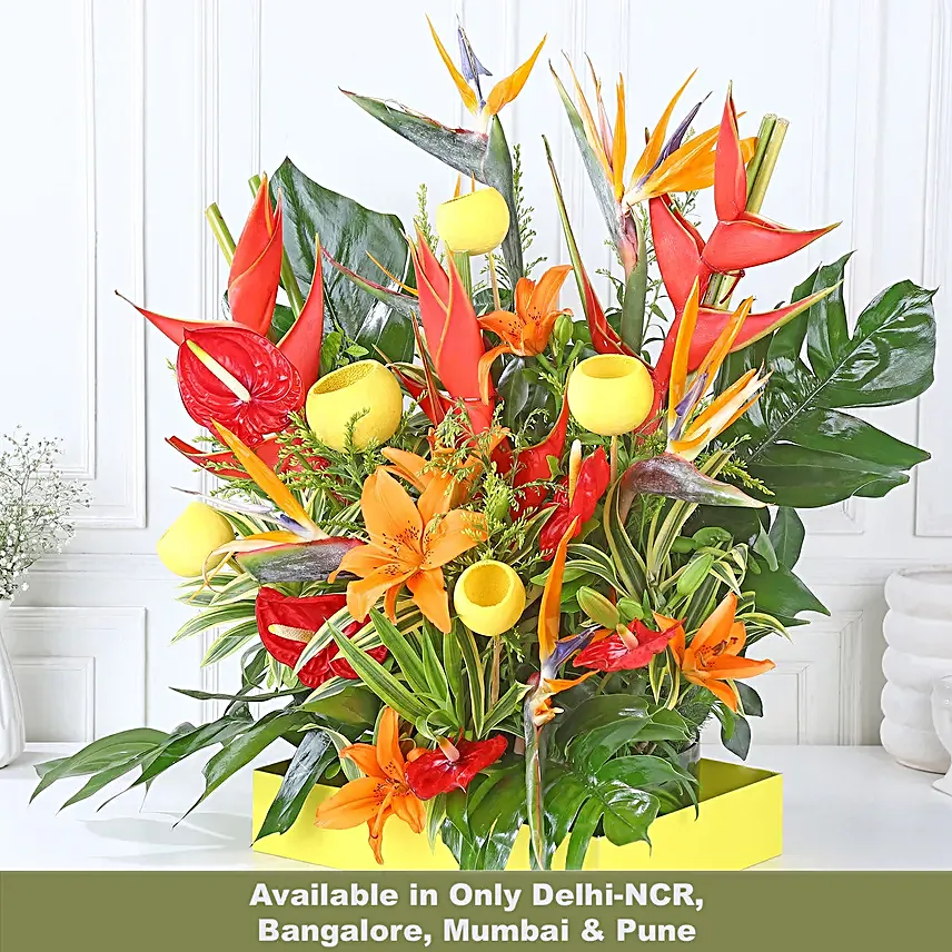 Orange Lily Blaze