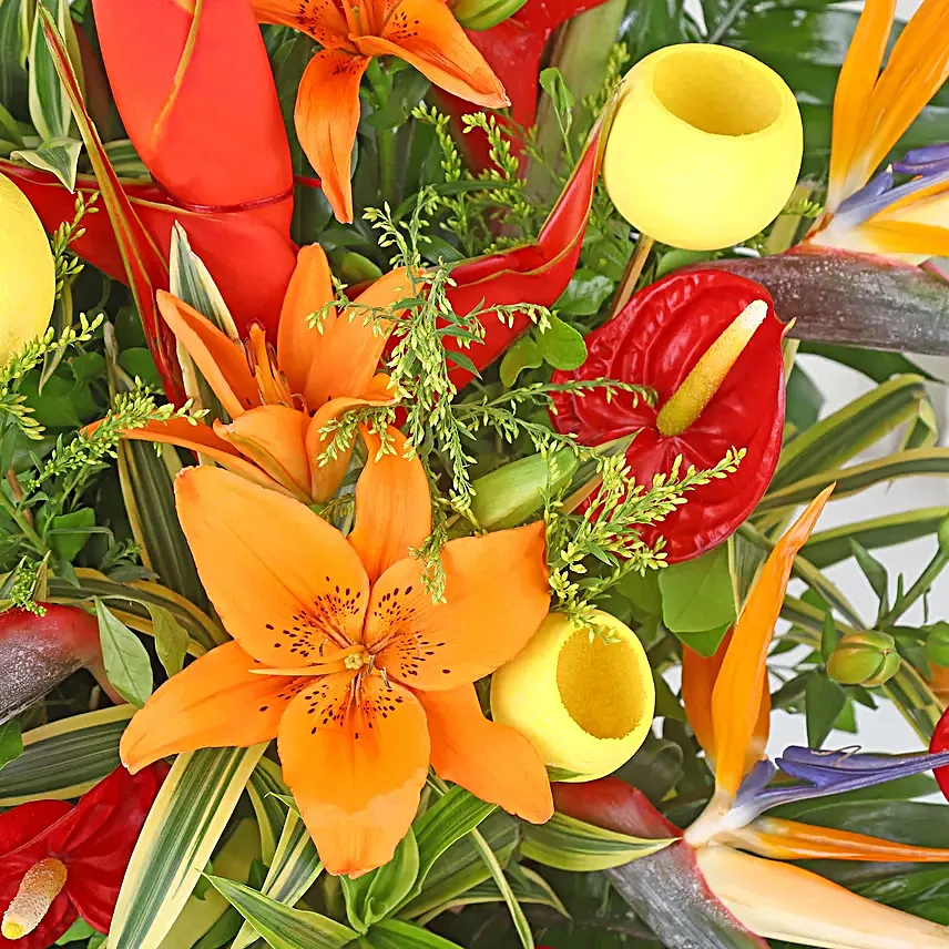 Orange Lily Blaze