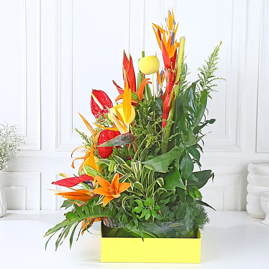 Orange Lily Blaze