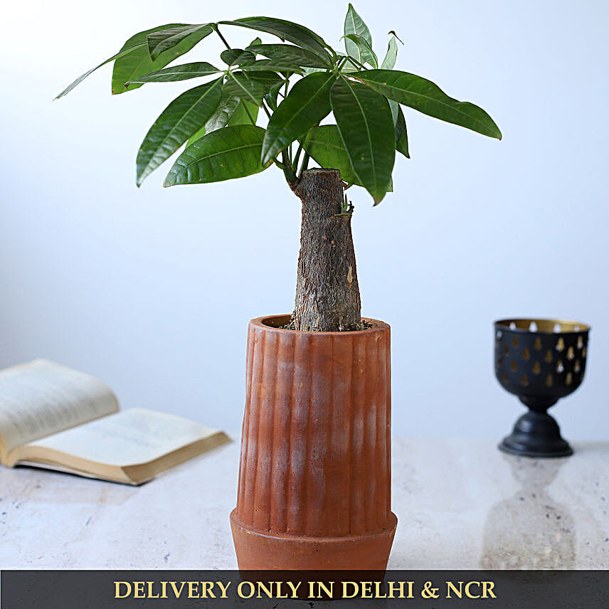 Pachira Bonsai Plant In Handmade Terracotta Pot