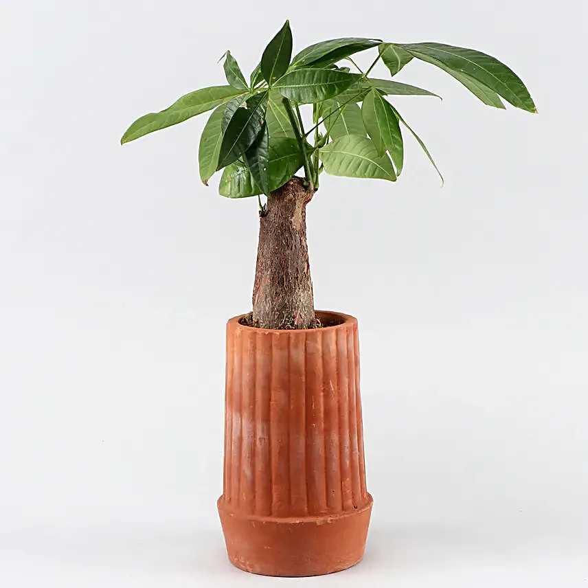 Pachira Bonsai Plant In Handmade Terracotta Pot