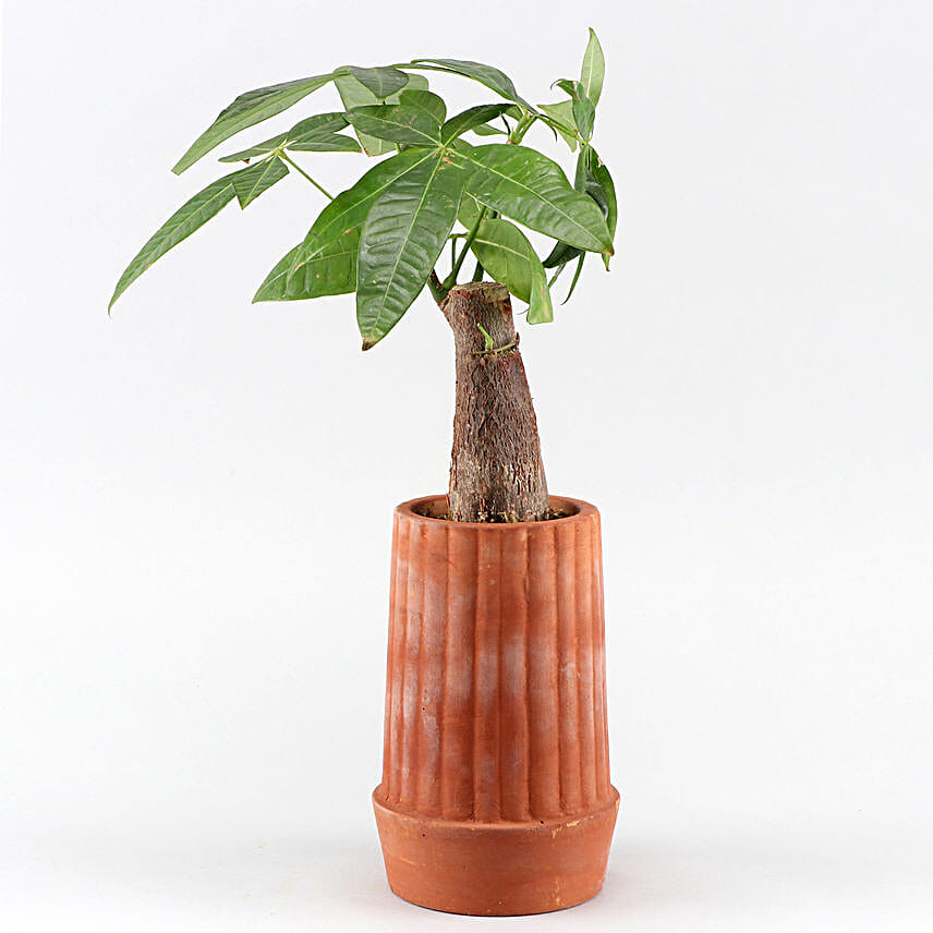 Pachira Bonsai Plant In Handmade Terracotta Pot