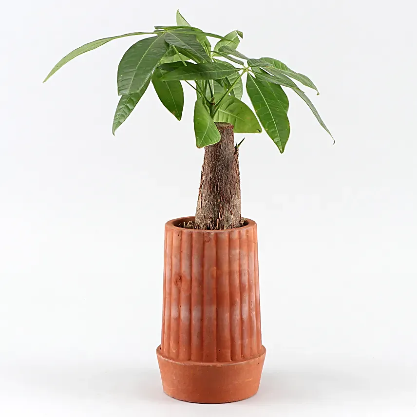 Pachira Bonsai Plant In Handmade Terracotta Pot