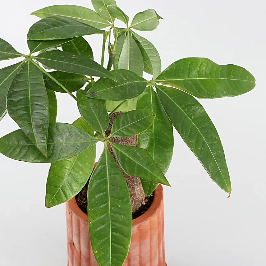 Pachira Bonsai Plant In Handmade Terracotta Pot