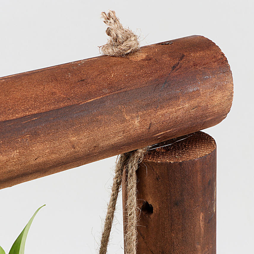 Pachira Bonsai Plant In Handmade Terracotta Pot