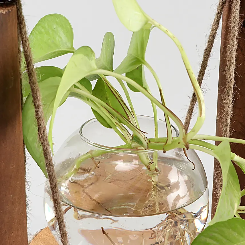 Pachira Bonsai Plant In Handmade Terracotta Pot