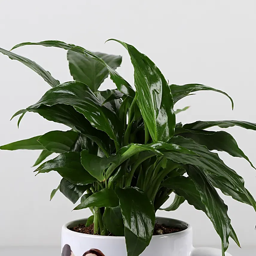 green plant in printed mug for mom