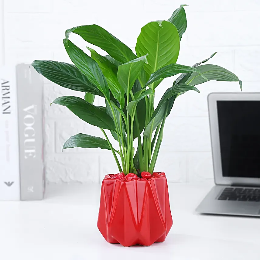 Peace Lily Plant In Red Designer Pot