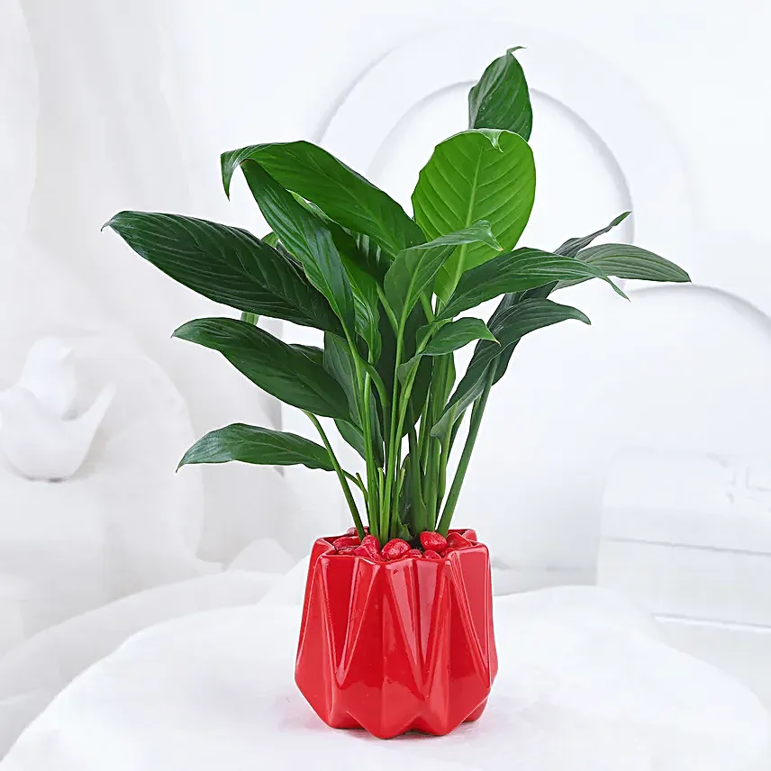 Peace Lily Plant In Red Designer Pot