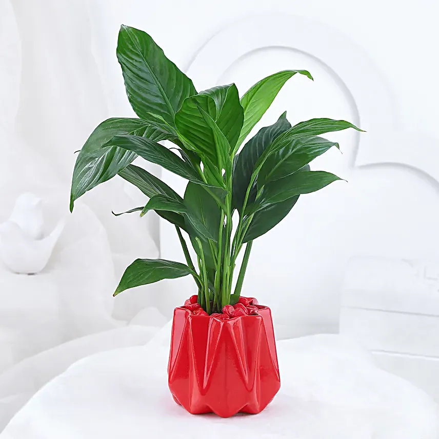 Peace Lily Plant In Red Designer Pot