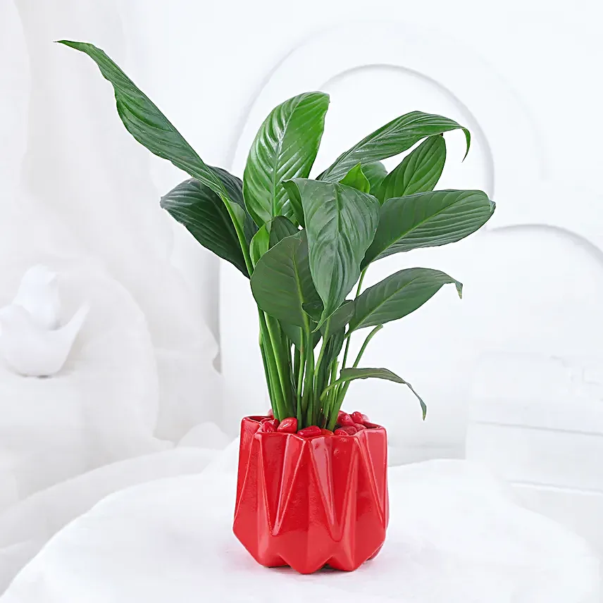 Peace Lily Plant In Red Designer Pot