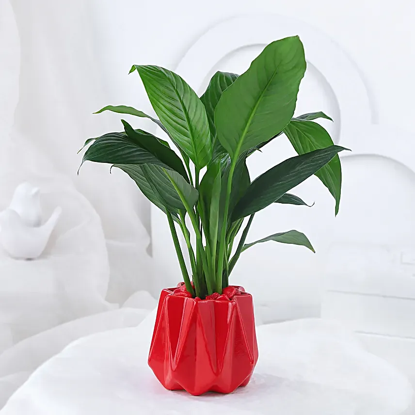 Peace Lily Plant In Red Designer Pot
