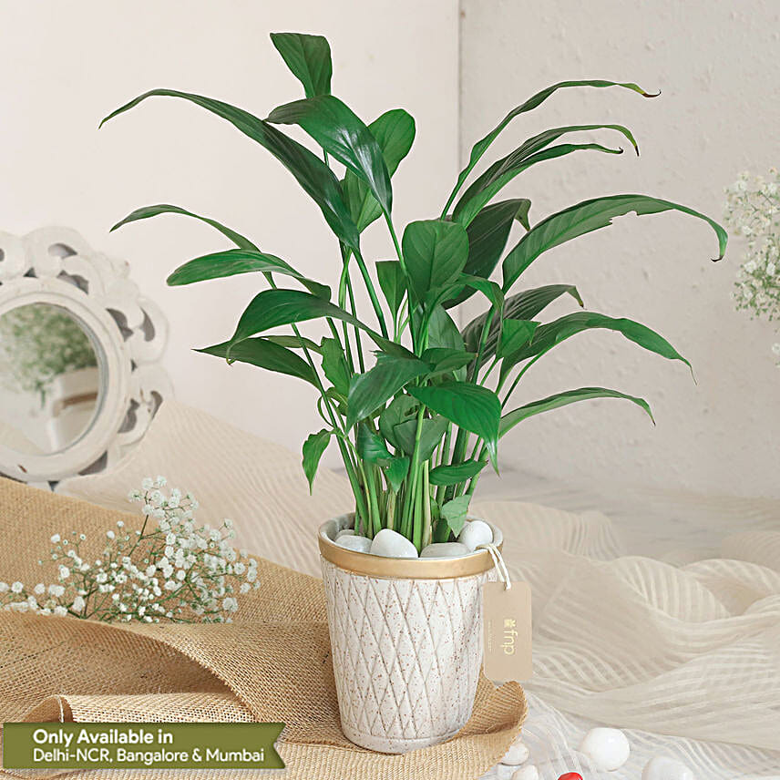 Peace Lily Plant In White Aesthetic Pot