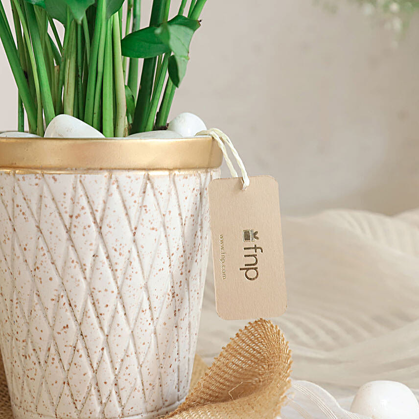 Peace Lily Plant In White Aesthetic Pot