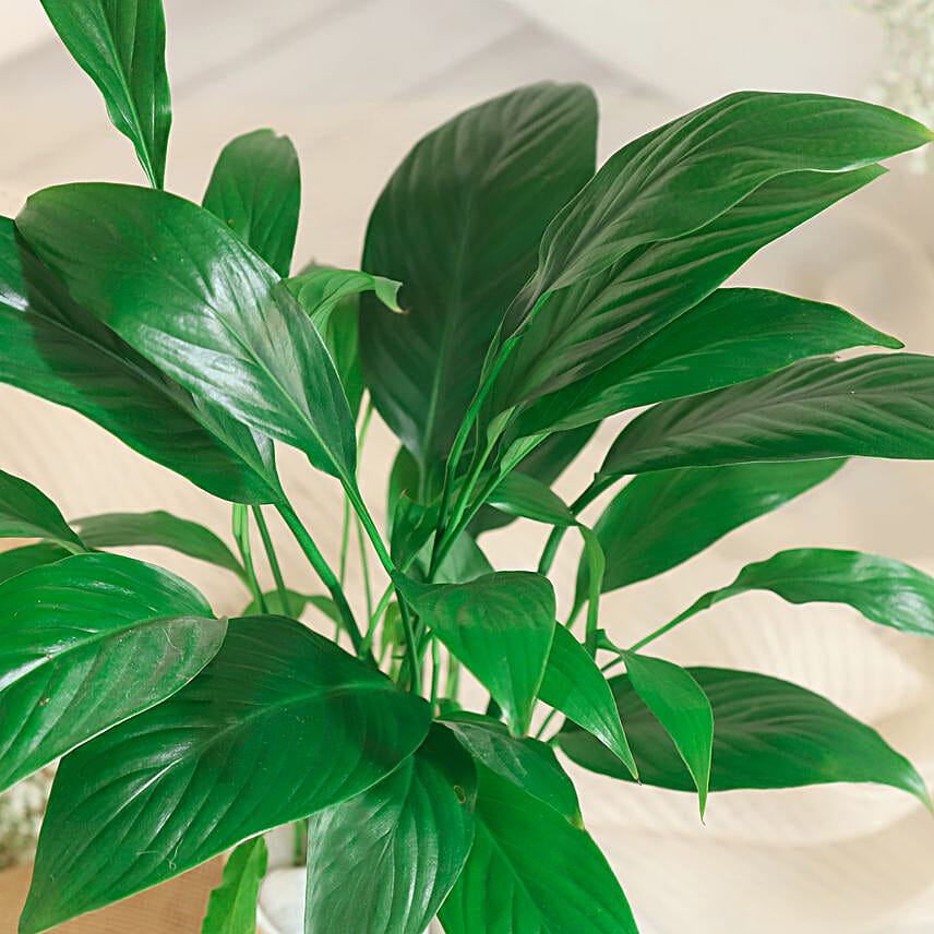 Peace Lily Plant In White Aesthetic Pot