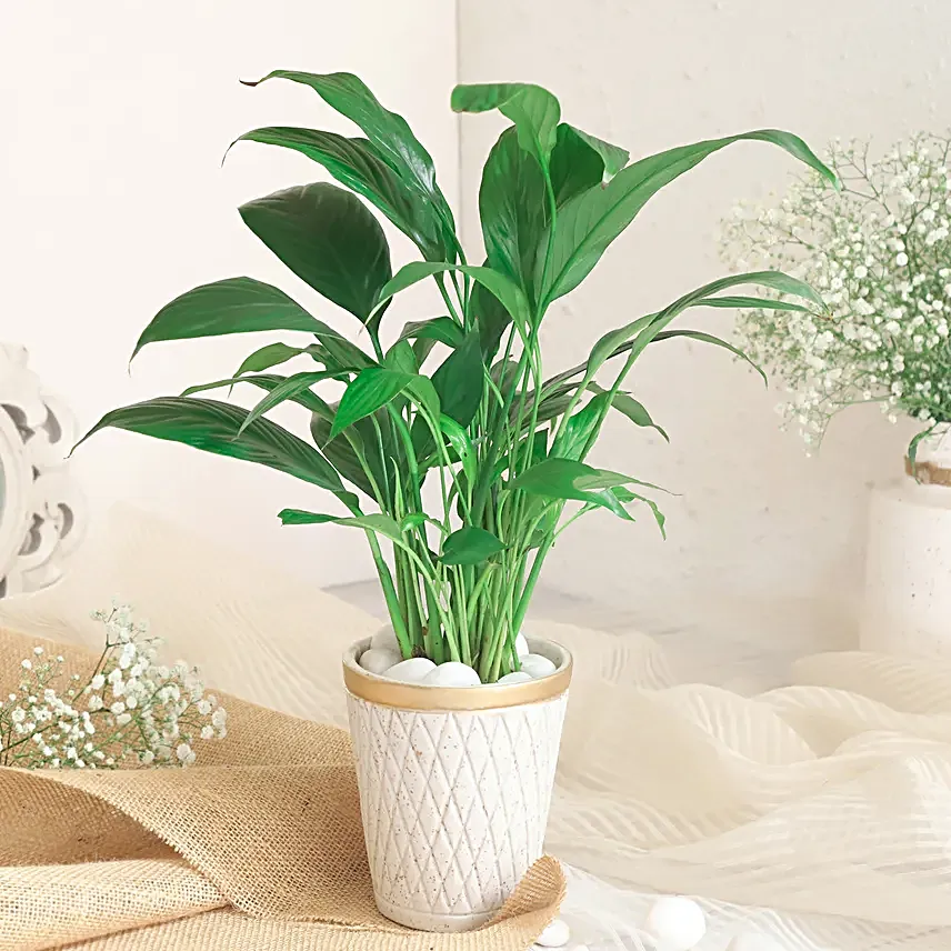 Peace Lily Plant In White Aesthetic Pot