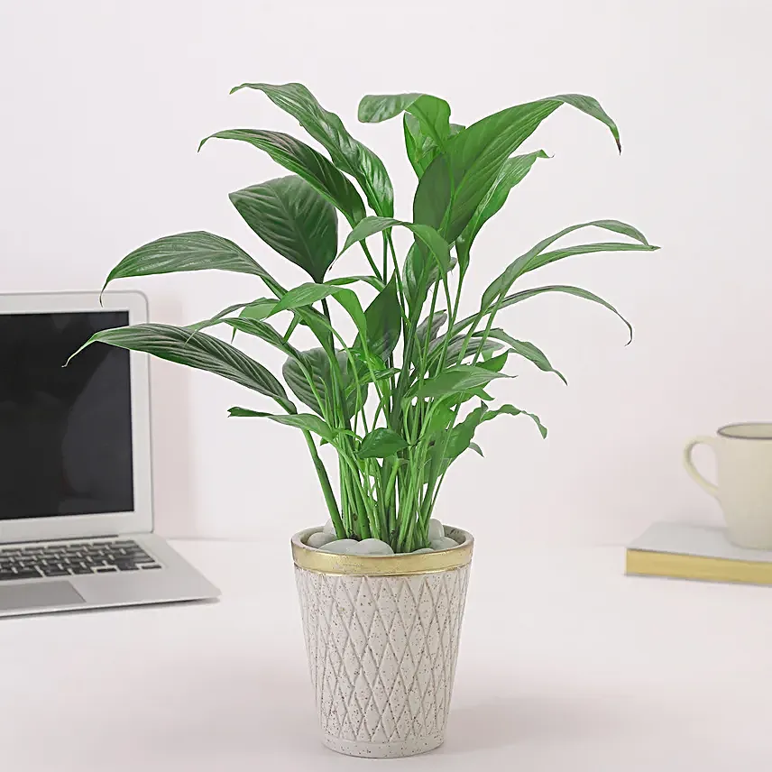 Peace Lily Plant In White Aesthetic Pot