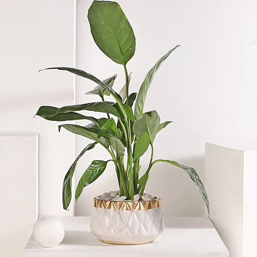 Peace Lily Retreat