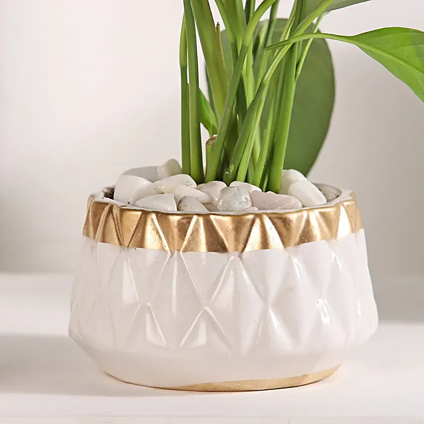 Peace Lily Retreat