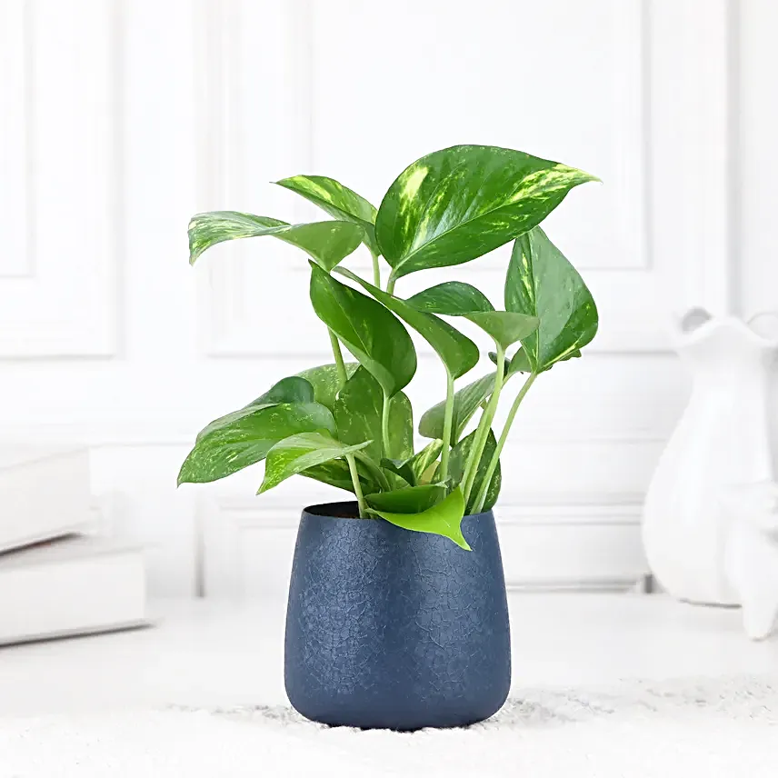 Peace N Prosperity Plant Duo