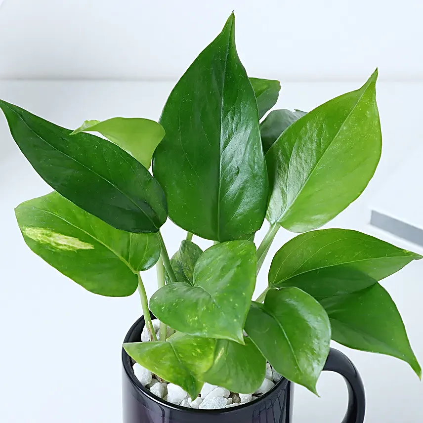 Personalised Best Friend Mug N Money Plant Combo