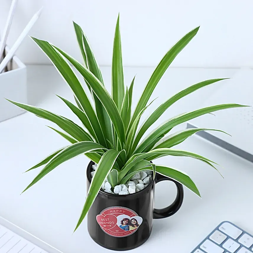 Personalised Best Friend Mug N Spider Plant Combo
